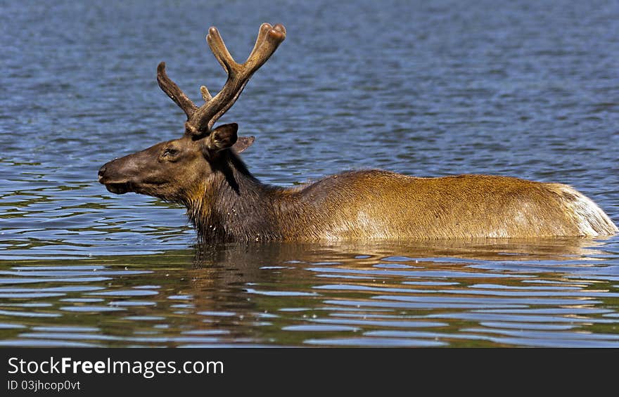 Closeup of an elk wading in a lake