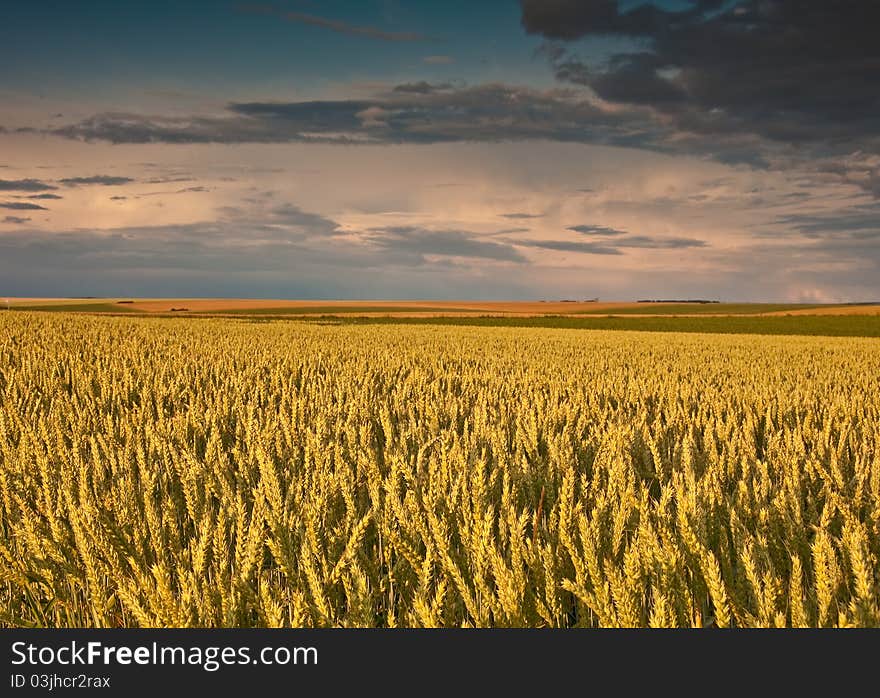 Field with wheat and sunset