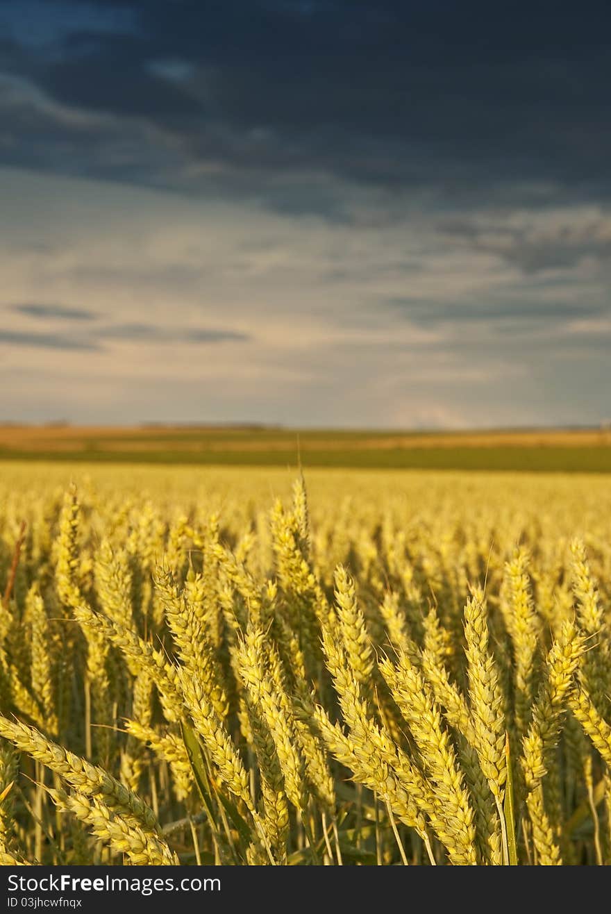 Field with golden wheat and sunset