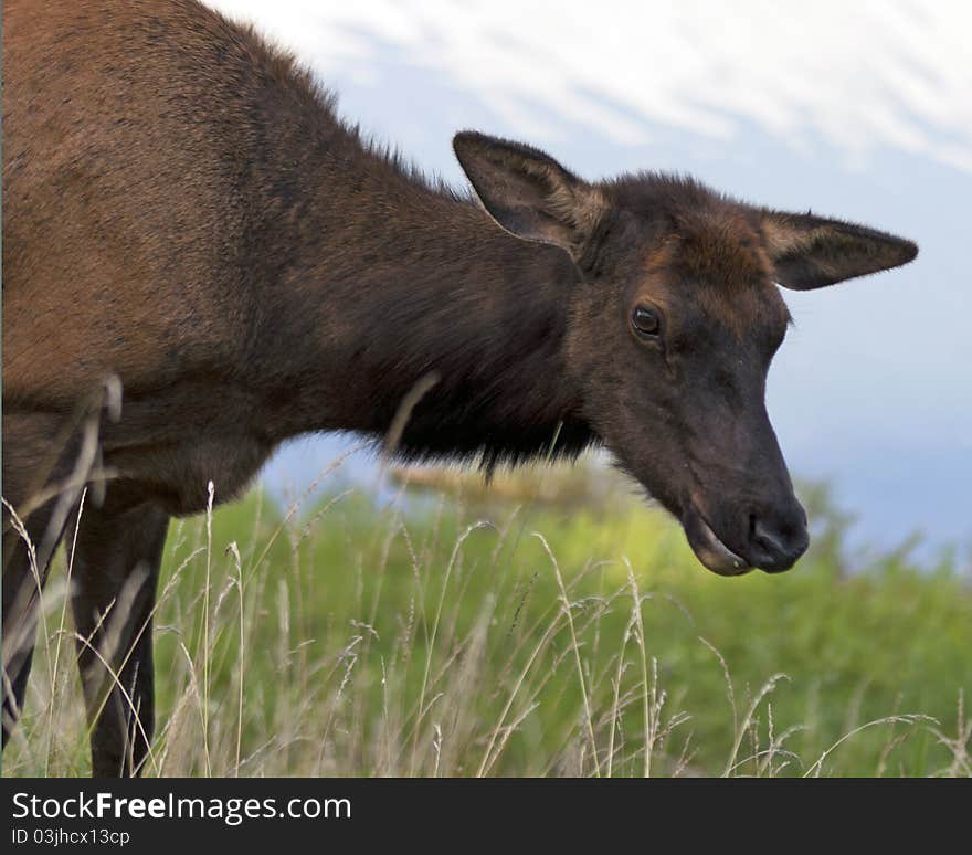 Closeup of an elk doe