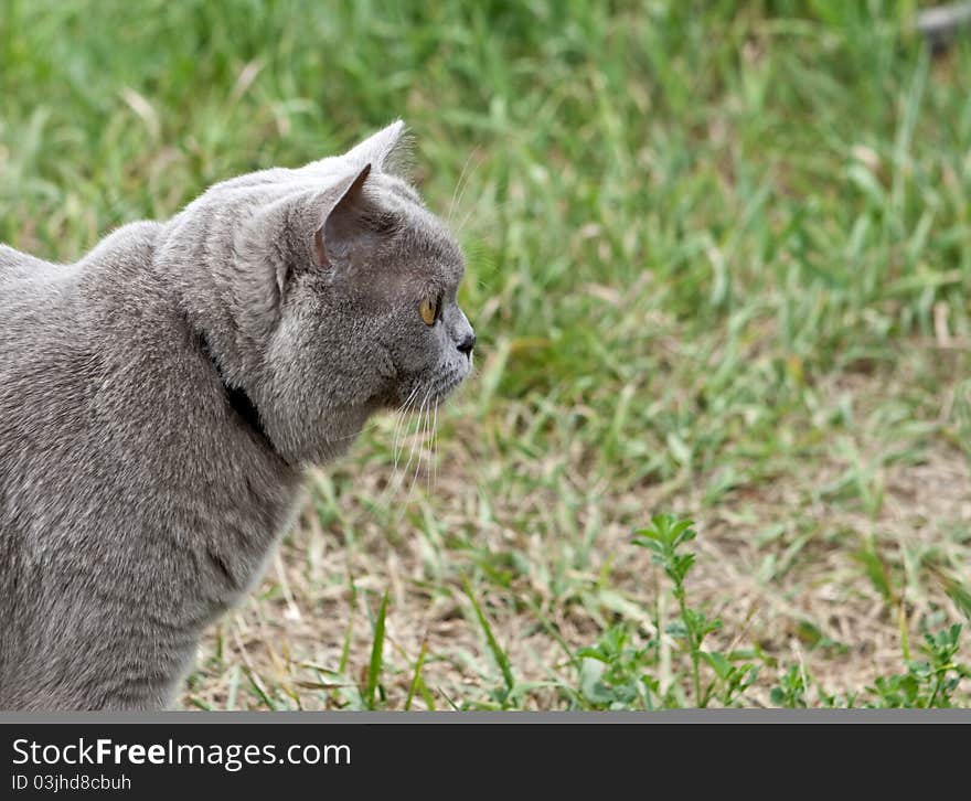 Adult cat peering intently British breed forward. Adult cat peering intently British breed forward.