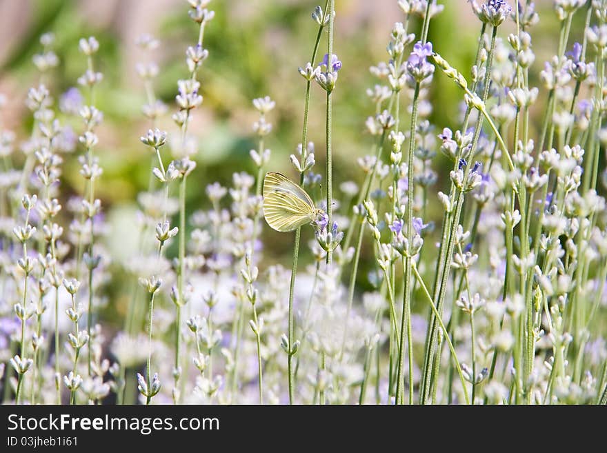 Numerous lavender flowers and butterfly in summer as attractive background