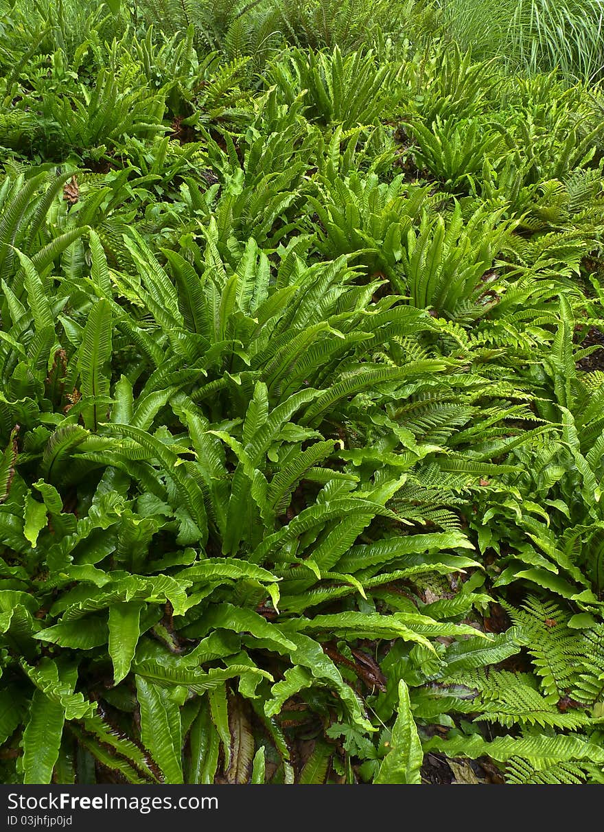 Young spring green fern background