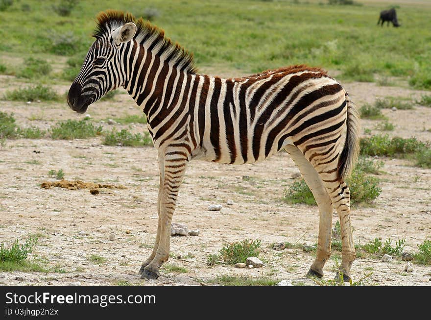 Young zebra in Etosha national park in Namibia,Africa.