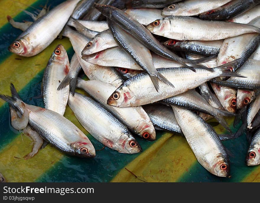 Small, silver colored fishes at Monsoon market of Asia. A very healthy food, full of protein and minerals.These fishes get included in diet charts, prescribed by most physicians. Small, silver colored fishes at Monsoon market of Asia. A very healthy food, full of protein and minerals.These fishes get included in diet charts, prescribed by most physicians.