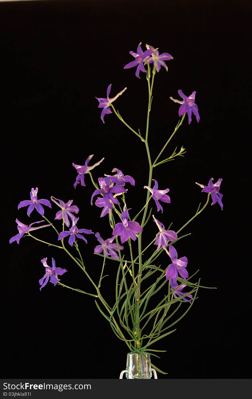 Bunch of purple forking larspur blooms in glass vase