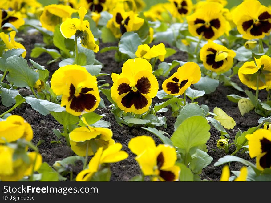 Annual or biennial herbaceous plant of violet, common in Europe and temperate regions of Asia. Annual or biennial herbaceous plant of violet, common in Europe and temperate regions of Asia