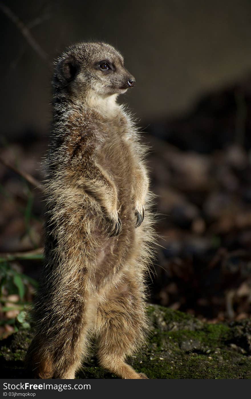 Meerkat