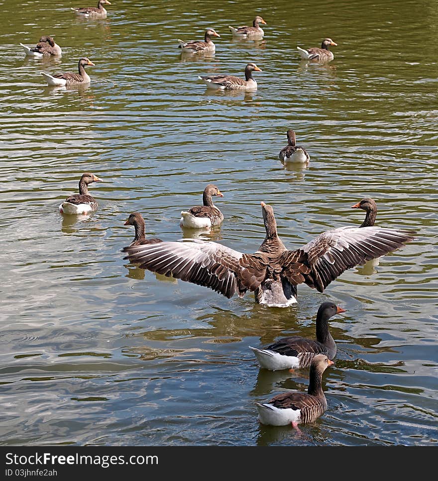 Greylag Goose Displaying