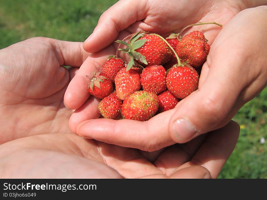 One person gives a strawberry to other person, from palms in a palm. One person gives a strawberry to other person, from palms in a palm