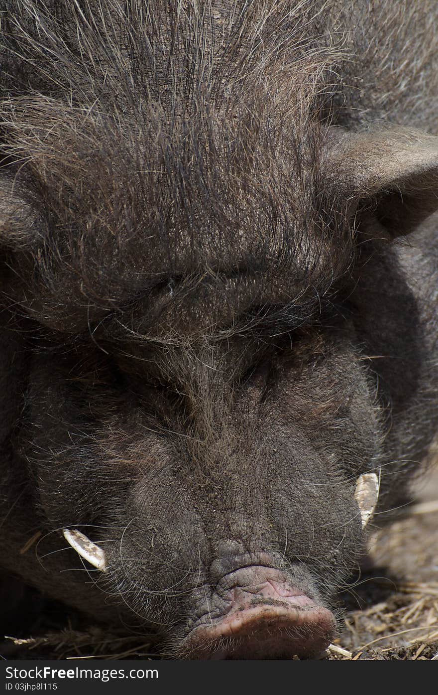 Wild boar covered in mud