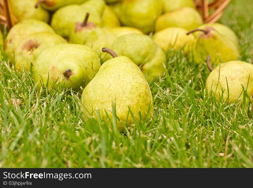 Many pears lie on the grass. Many pears lie on the grass