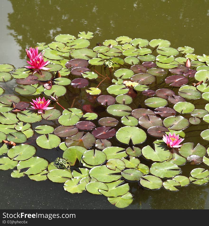 Waterlilies and frogs on a surface of a lake