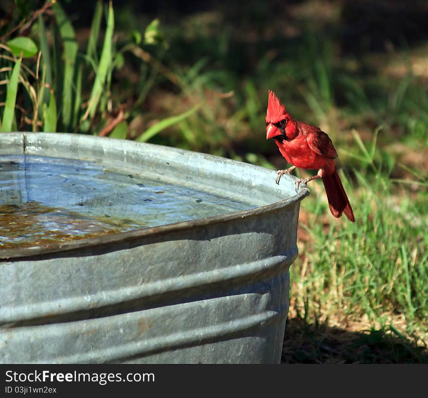 Cardinal