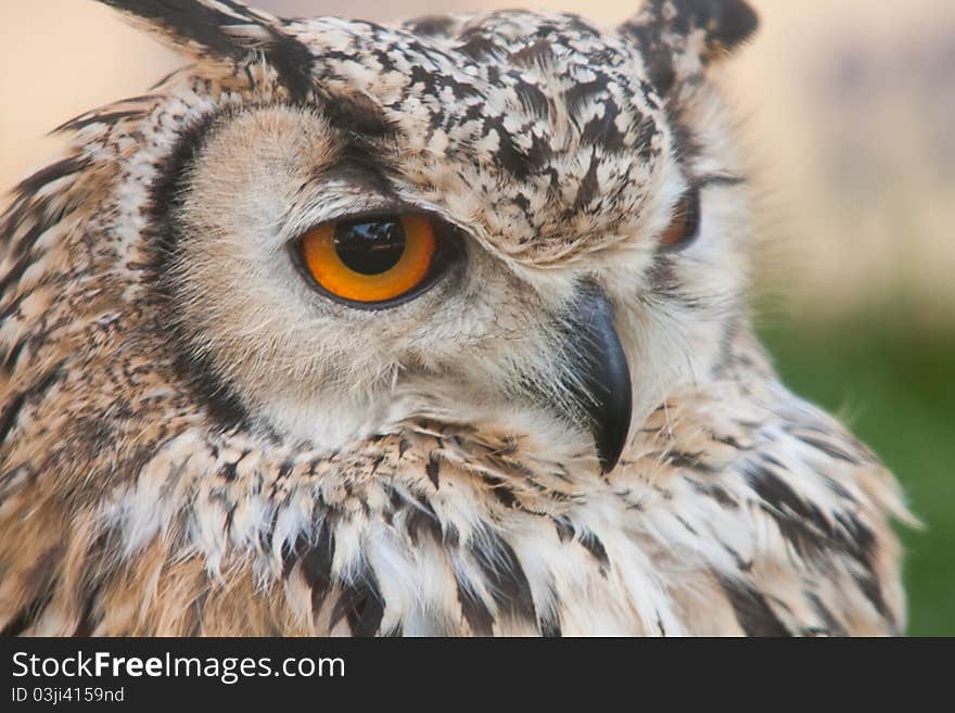 A portrait of an european eagle owl, the biggest European night raptor. A portrait of an european eagle owl, the biggest European night raptor