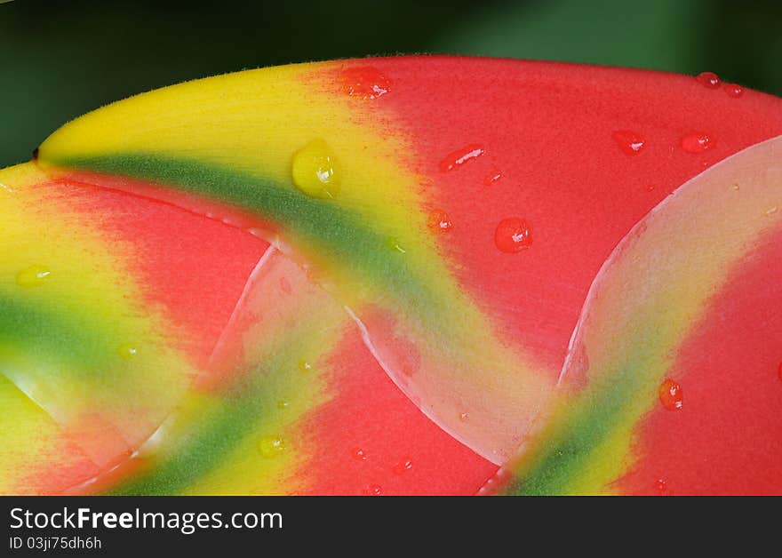 Heliconia macro shot, waterdrops and petal detail. Heliconia macro shot, waterdrops and petal detail.