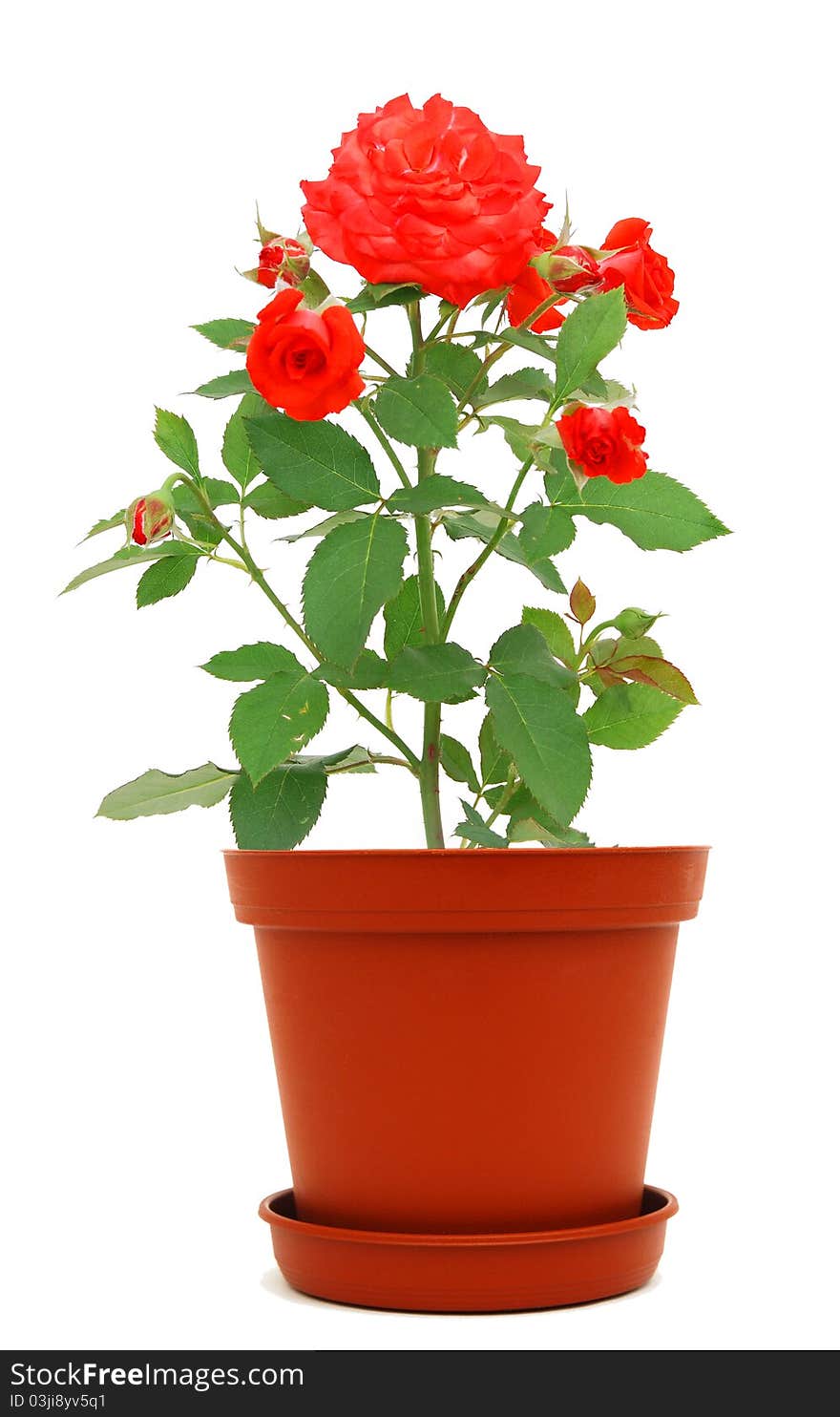 Rose pot