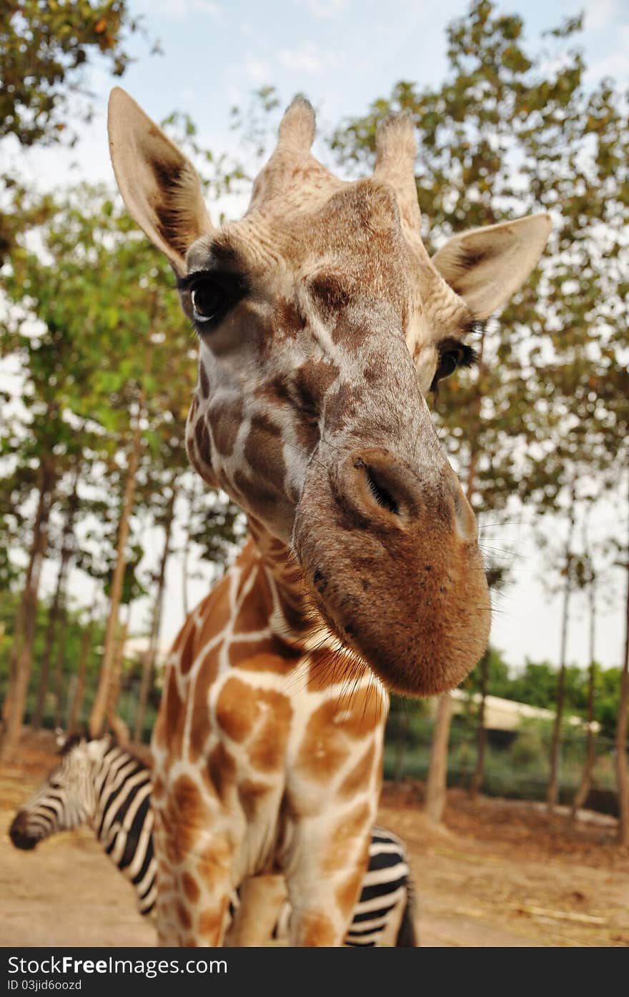 The giraffe is related to other even-toed ungulates, such as deer and cattle, but is placed in a separate family, the Giraffidae, consisting of only the giraffe and its closest relative, the okapi, and their extinct relatives.