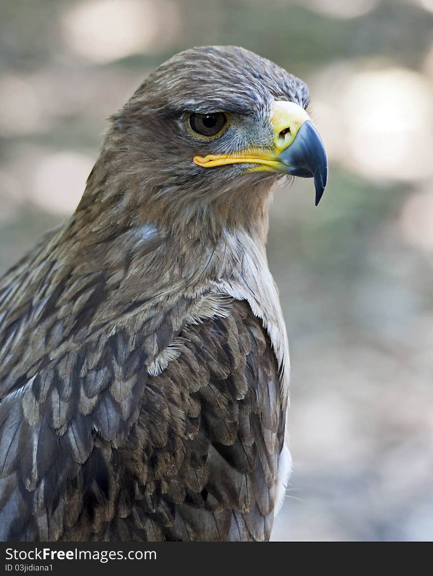 Closeup portrait of a tawny eagle