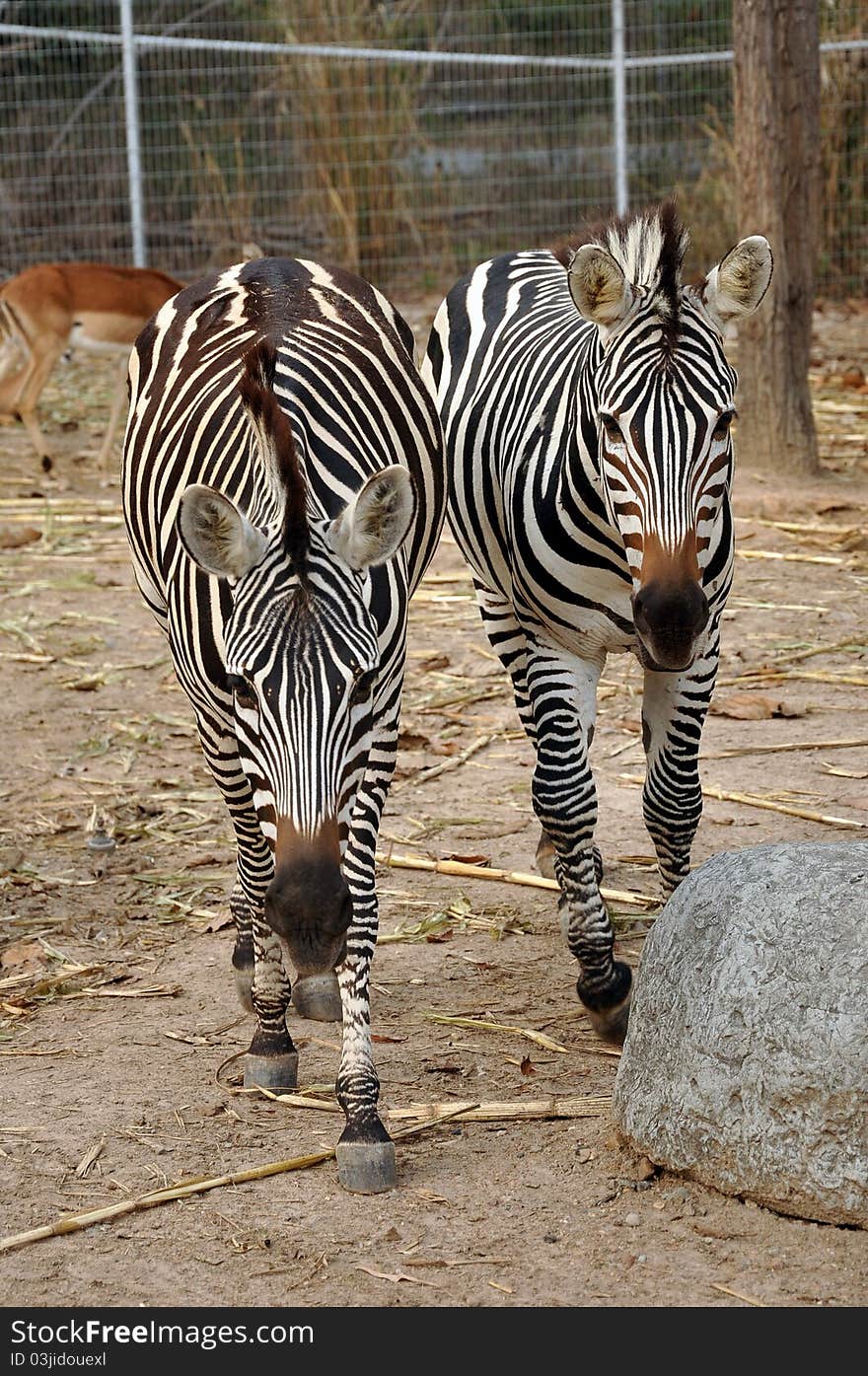 Zebras evolved Among the Old World horses within the last 4 million years.