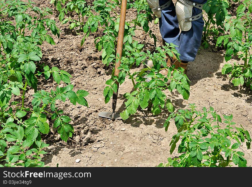 Vegetable Garden