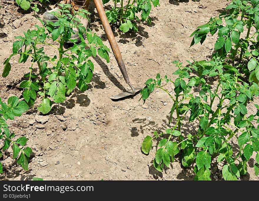 Vegetable garden