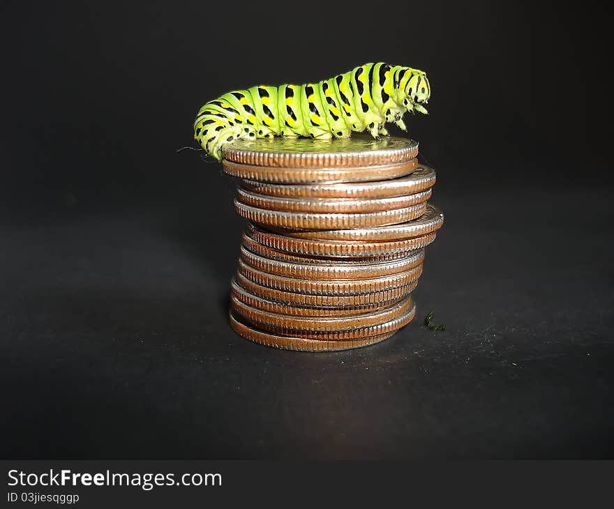 A big green caterpillar on black background