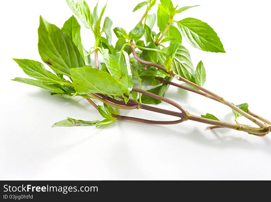 Twig of sweet basil