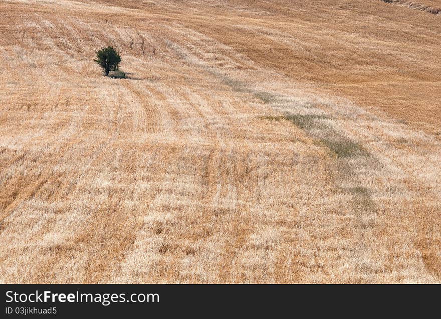 Olive Tree On A Wheat Field