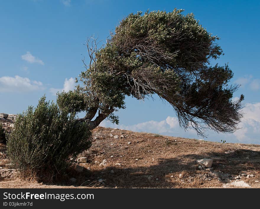 Olive tree