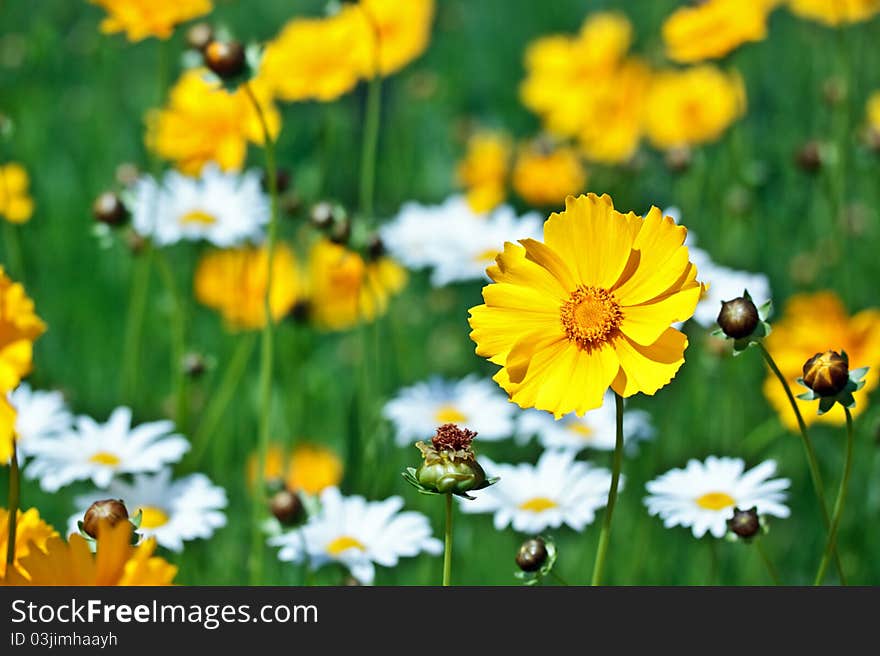 Beautiful yellow flower on a meadow in a sunny day