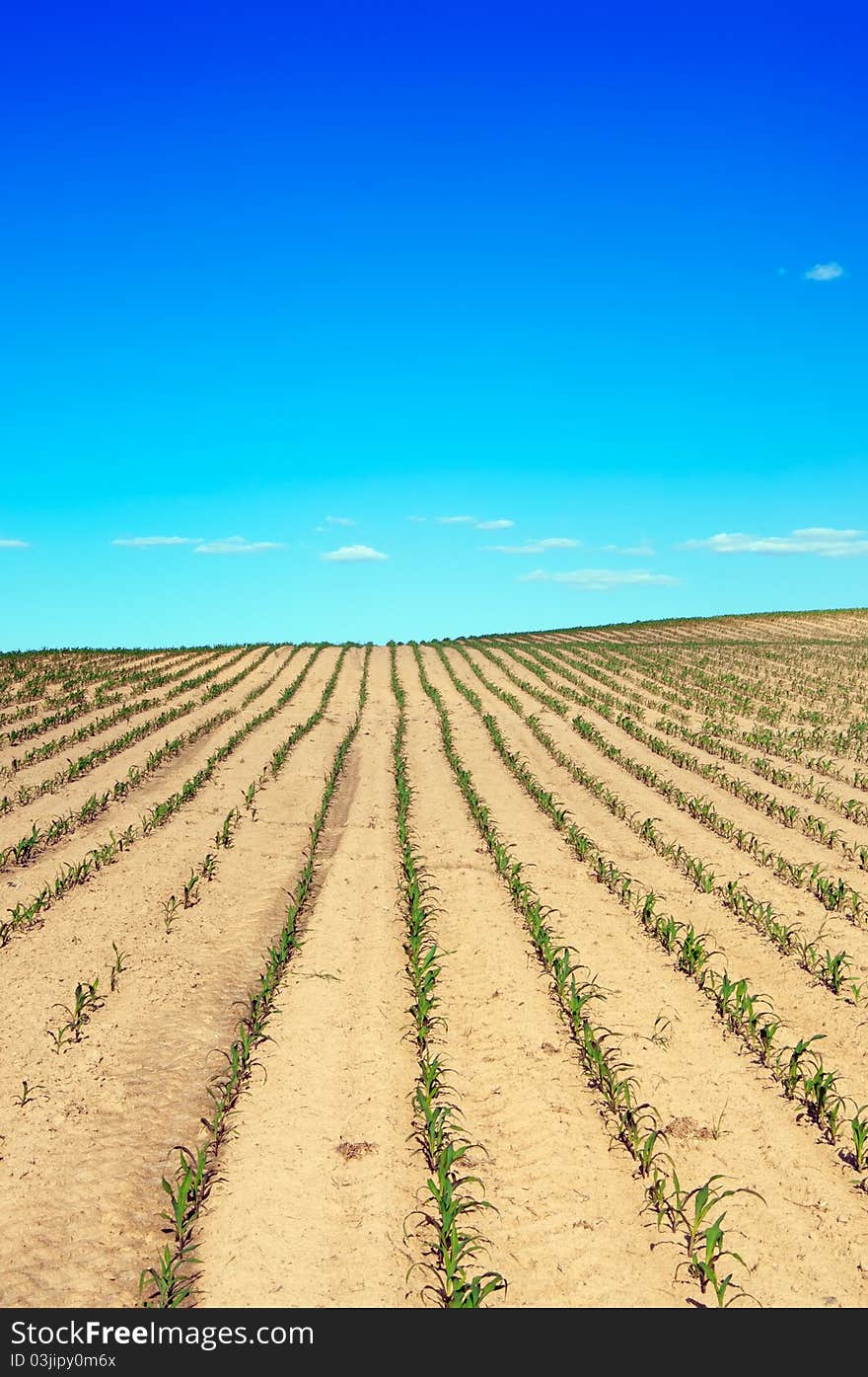 Field over blue sky