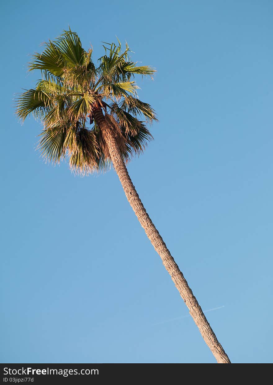 Palm tree on blue sky background