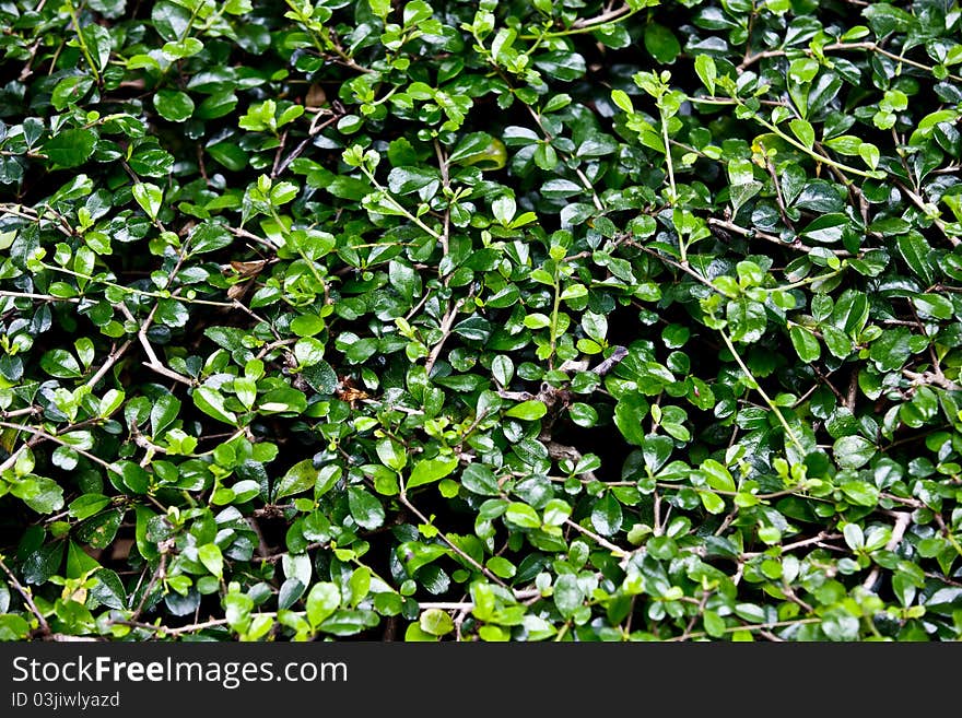 The shot of green floral Background/Texture. The shot of green floral Background/Texture.