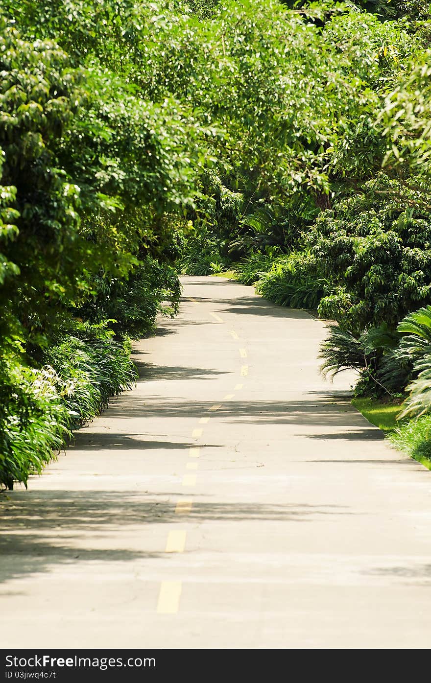 The Winding road in trees