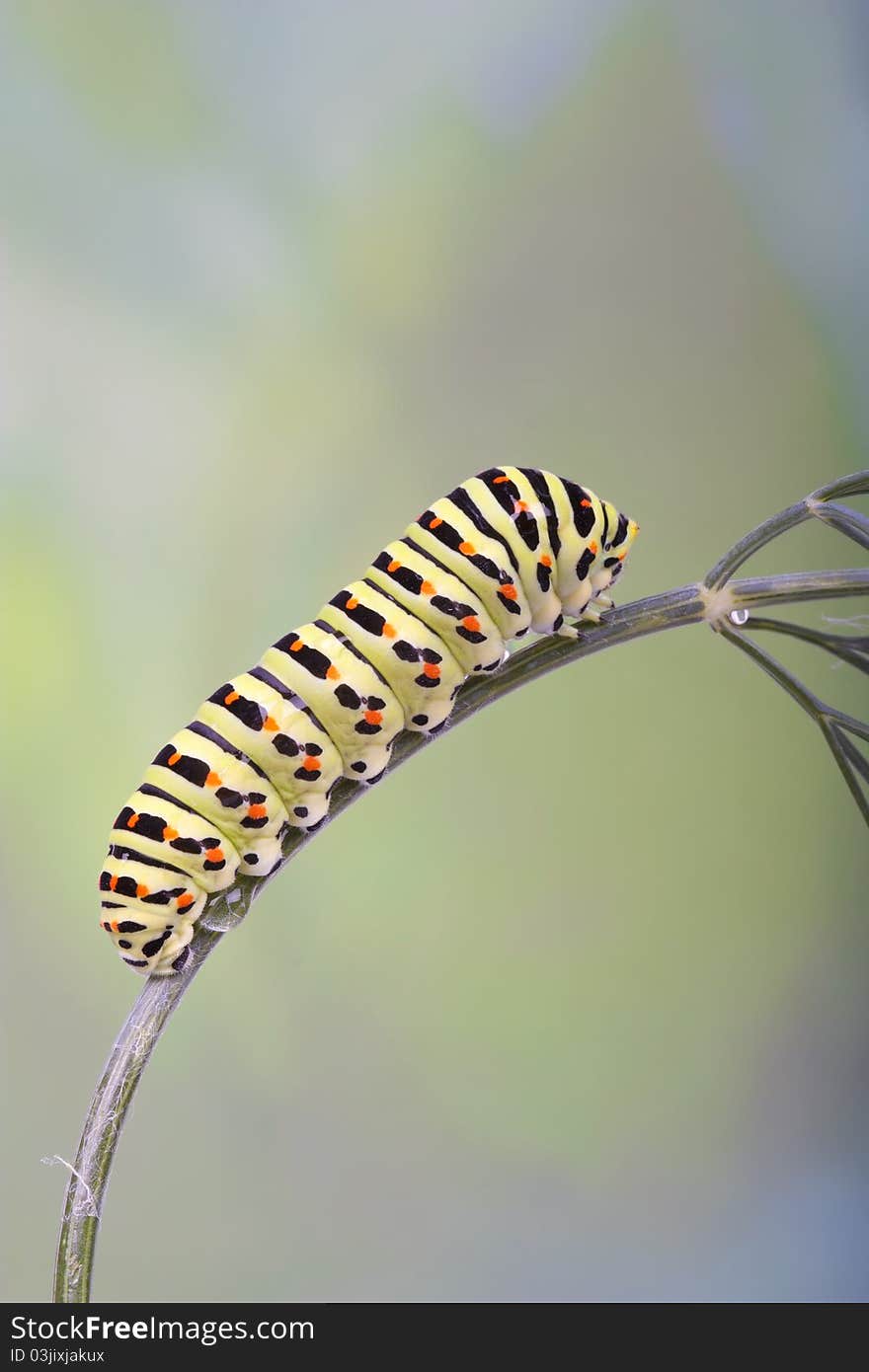 Old World Swallowtail caterpillar on dill