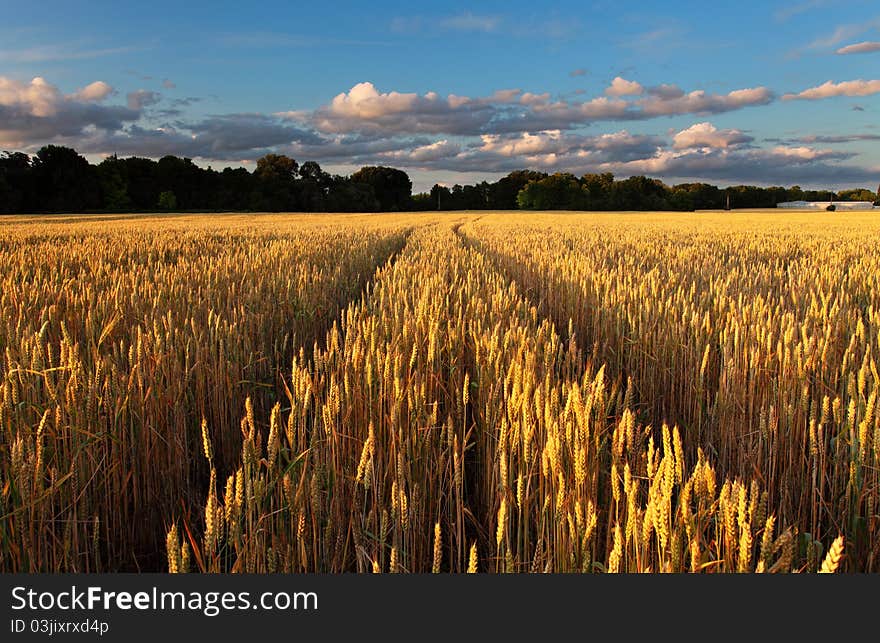 Rural landscape with tractor road in wheat field