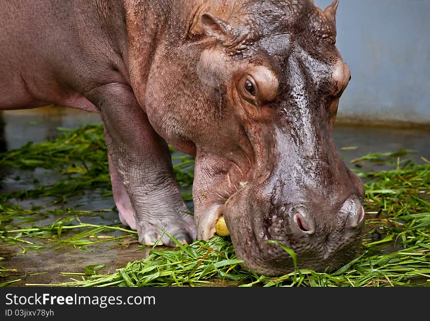 The Shot of Hippopotamus eating on the ground taken in the zoo.