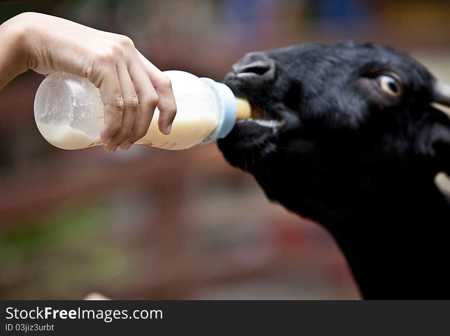 The shot of baby goat sucking milk from the bottle. The shot of baby goat sucking milk from the bottle.