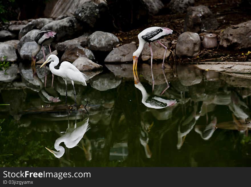 Great white egret standing on the water with others.