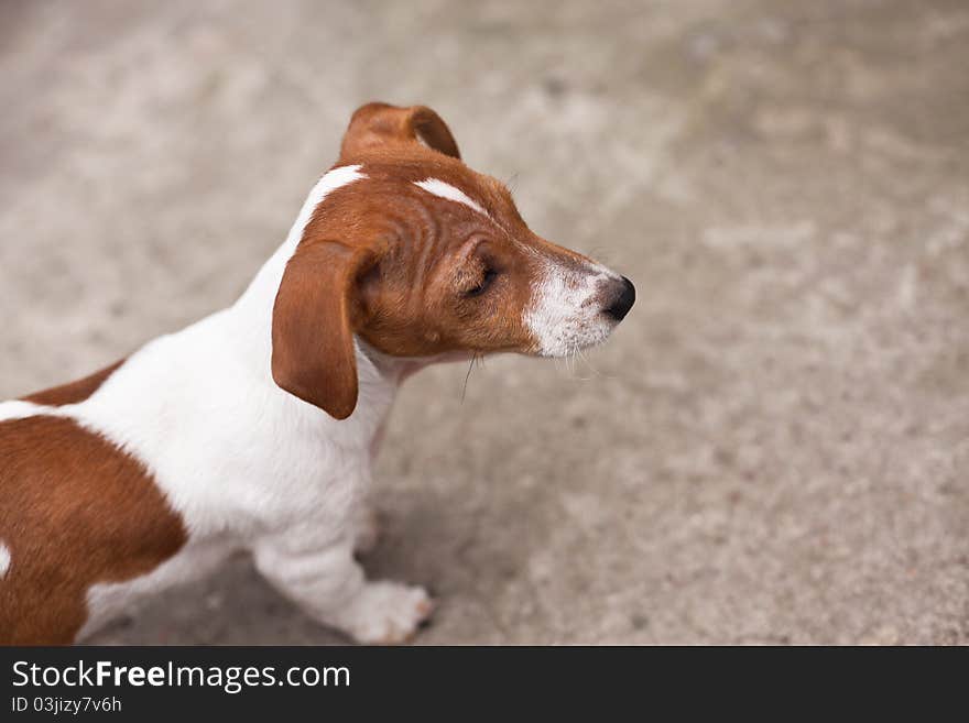 Puppy Of Jack Russel Terrier