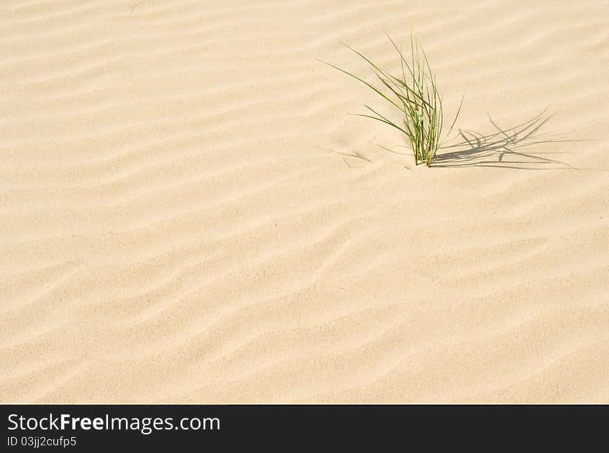 A plant growing out of a sand dune. A plant growing out of a sand dune