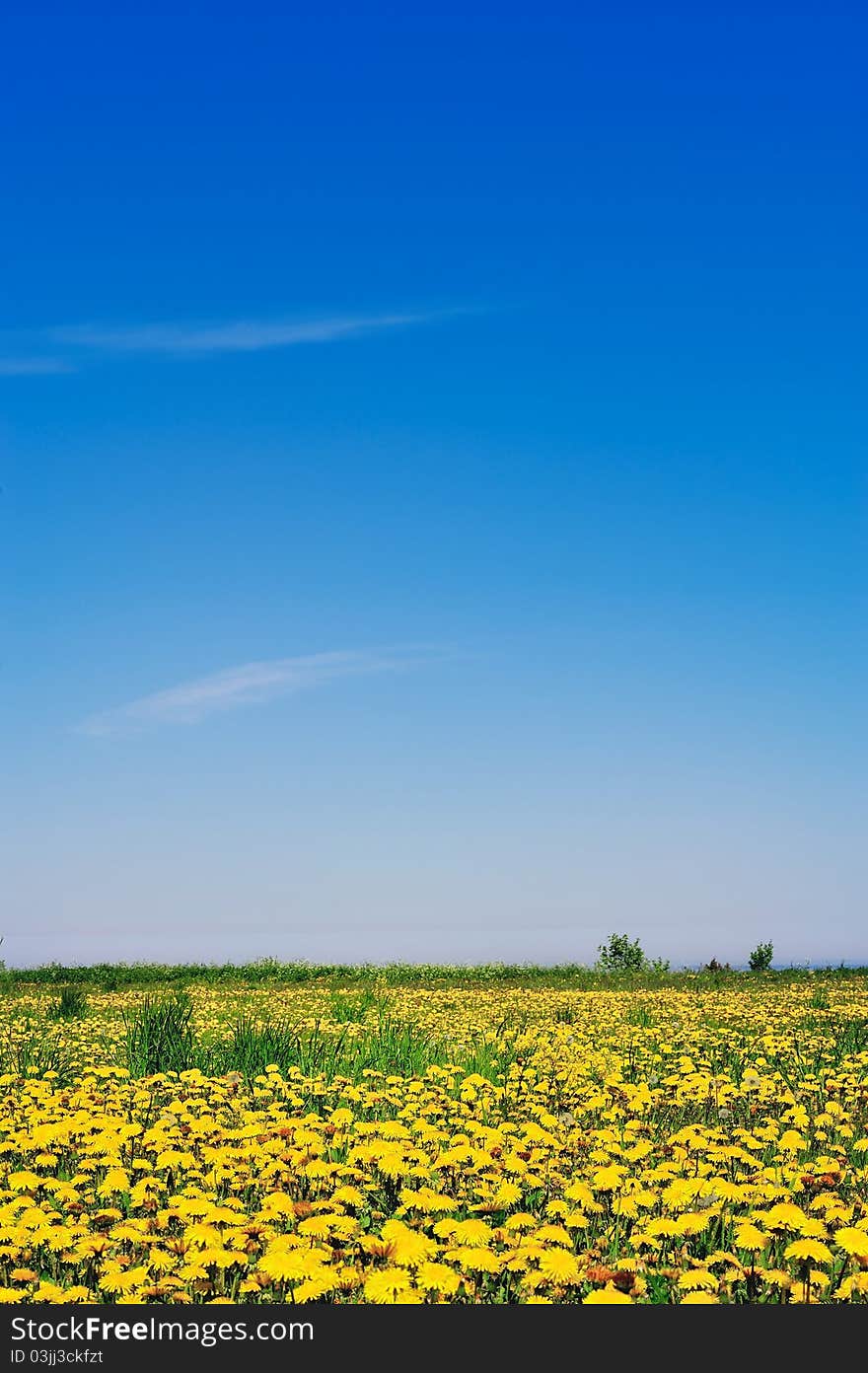 Glade with yellow dandelions illuminated by the sun. Glade with yellow dandelions illuminated by the sun