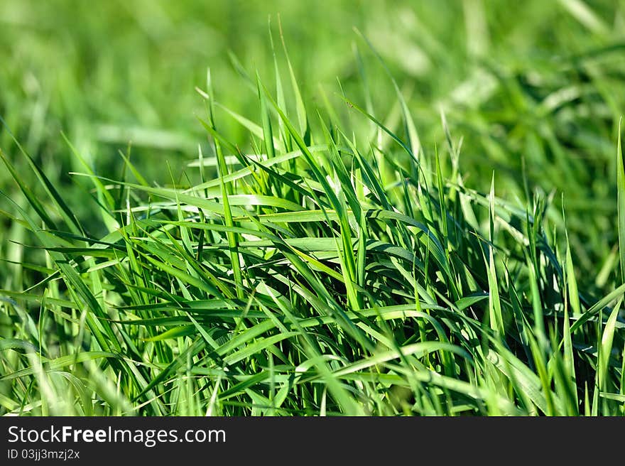 Close-up of thick green grass on the field. Close-up of thick green grass on the field