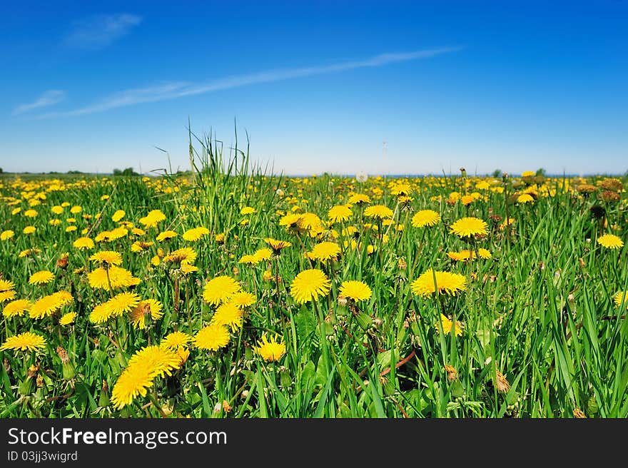 Boundless field with yellow dandelions in summer. Boundless field with yellow dandelions in summer