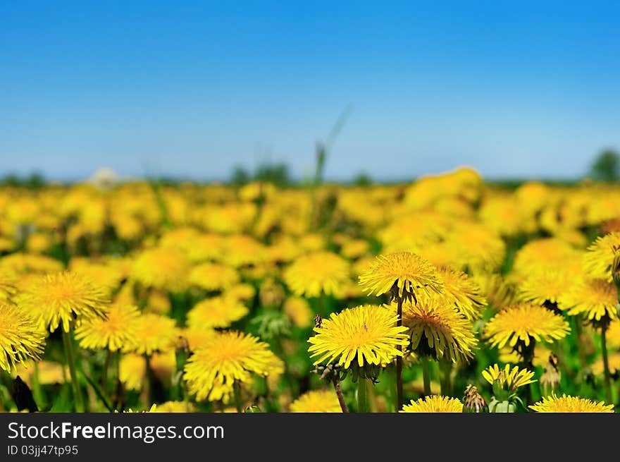 Bright yellow dandelions in the rural area. Bright yellow dandelions in the rural area