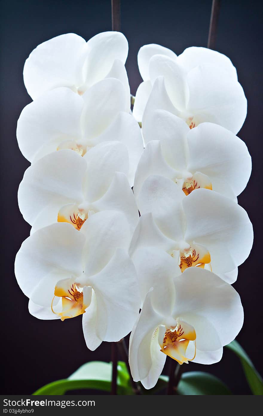 Orchids.