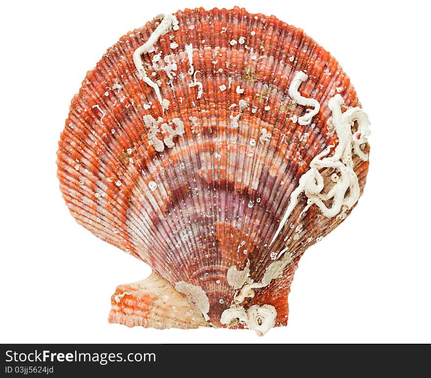 Sea shell isolated on the white background. Sea shell isolated on the white background.