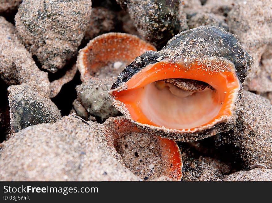 Shell Of A Sea Snail