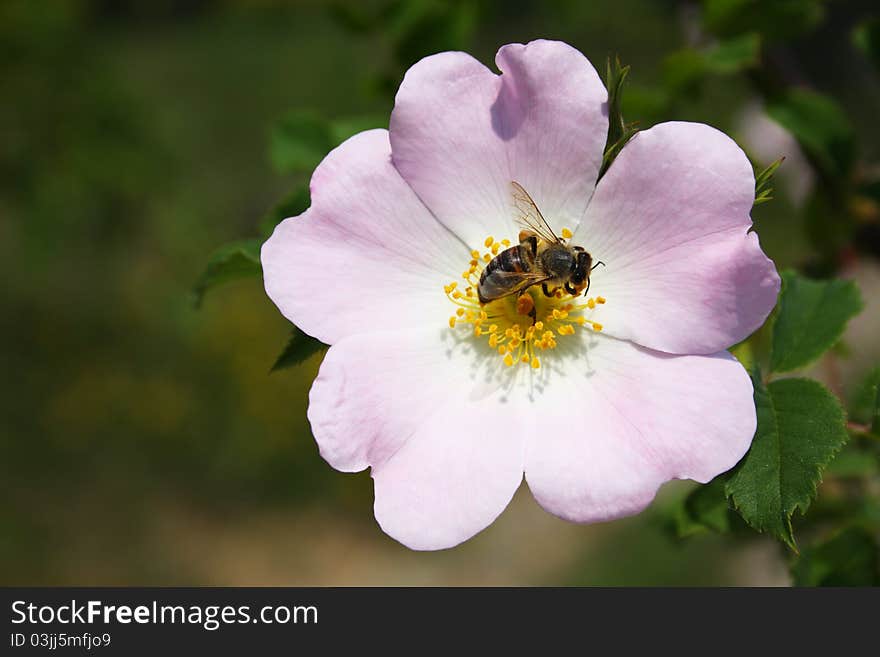 Nice briar flower with a bee harvesting pollen